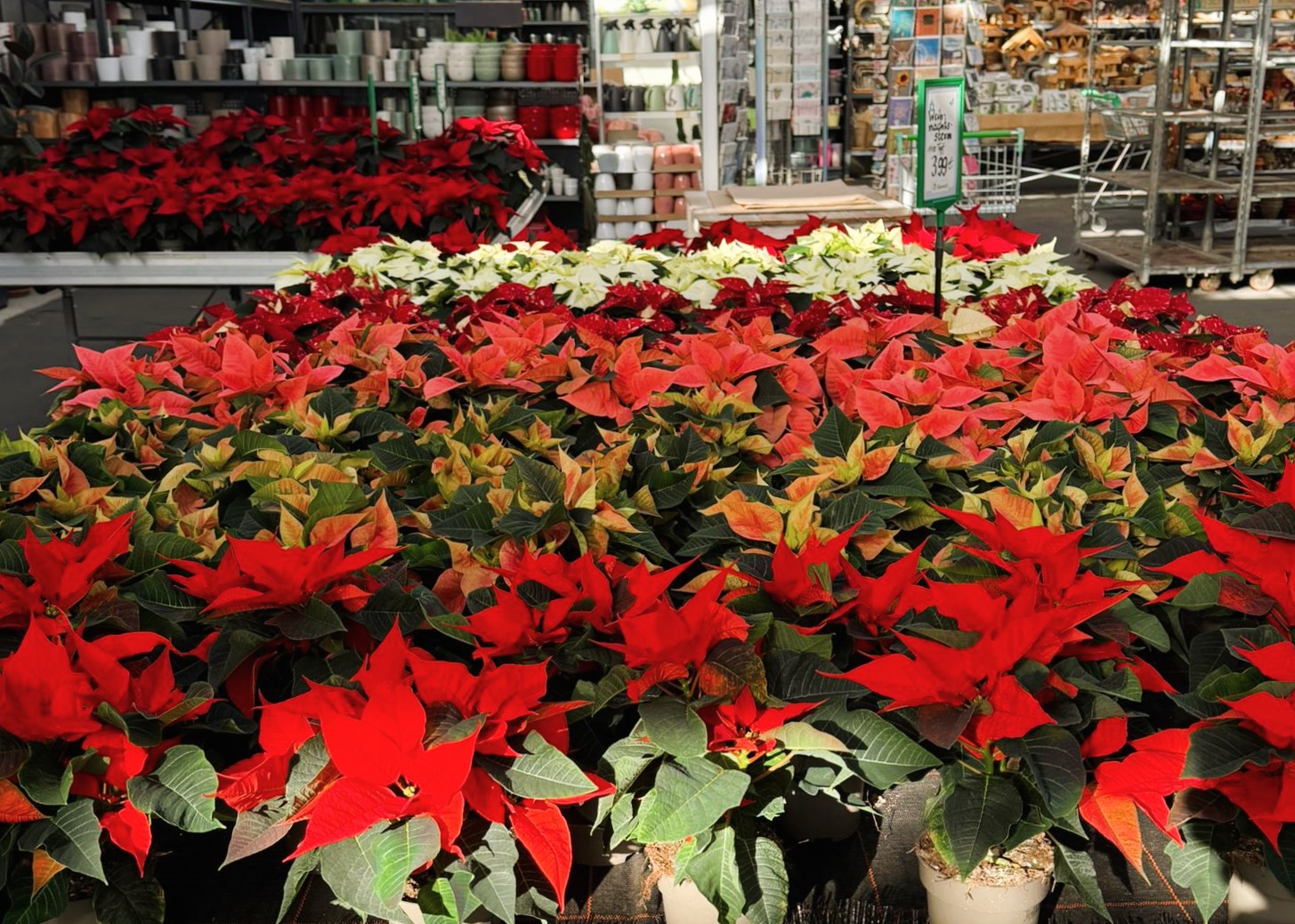 Monheimer Blumenmarkt